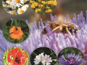 Bienenweide XV - Mischung für Garten und Freiflächen (Saatgut)