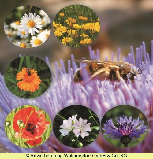 Bienenweide XV - Mischung für Garten und Freiflächen (Saatgut)