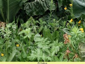 Untersaat 'Florina' - Teilüberwinternde Mischung (Bio-Saatgut)
