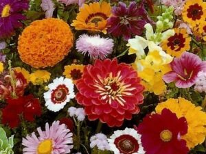 Blumenwiese XXXV - Schnittblumen einjährig (Saatgut)