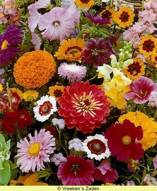 Blumenwiese XXXV - Schnittblumen einjährig (Saatgut)