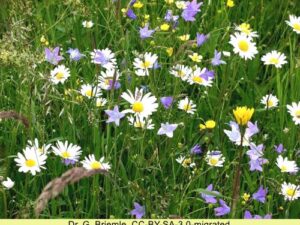 Blumenwiese 'Wiesentraum' - Buntblühende, duftende Mischung (Saatgut)