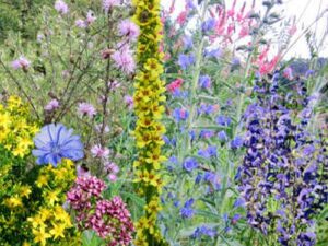 Bienenweide - Heimische Arten (Mischung)