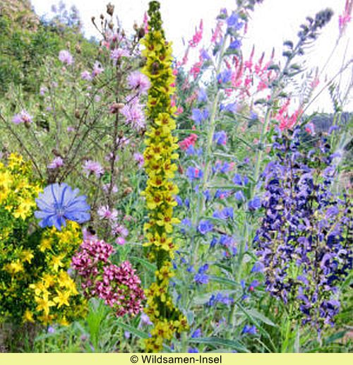 Bienenweide - Heimische Arten (Mischung)