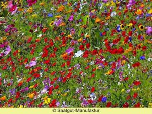 Blumenmischung 'Mössinger Sommer'
