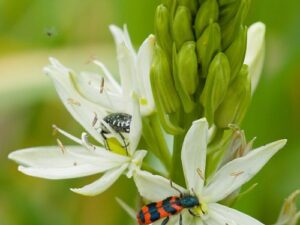 Camassia leichtlinii 'Alba' - Weiße Prärielilie (Pflanzgut)