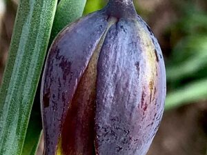 Fritillaria uva-vulpis - Fuchstraube (Pflanzgut)