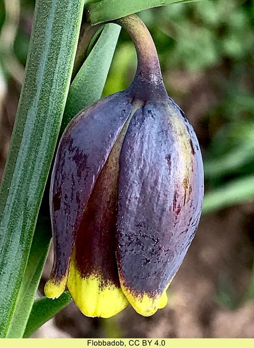 Fritillaria uva-vulpis - Fuchstraube (Pflanzgut)