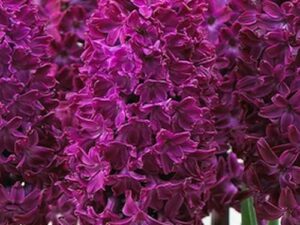 Hyacinthus orientalis - Gartenhyazinthe (Pflanzgut)