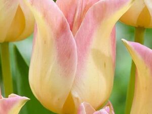 Tulipa 'Elegant Lady' - Lilienblütige Tulpe (Pflanzgut)