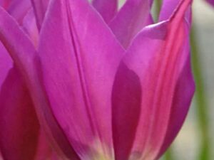 Tulipa 'Purple Dream' - Lilienblütige Tulpe (Pflanzgut)