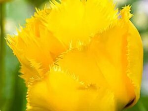 Tulipa 'Crystal Star' - Gefranste Tulpe (Pflanzgut)