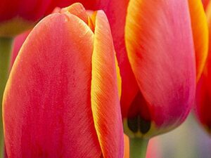 Tulipa 'World's Favourite' - Darwin-Hybride (Pflanzgut)