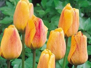 Tulipa 'Beauty of Apeldoorn' - Darwin-Hybride (Pflanzgut)