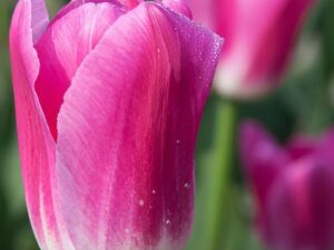Tulipa 'Royal Ten' - Triumph-Tulpe (Pflanzgut)