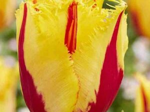 Tulipa 'Party Clown' - Gefranste Tulpe (Pflanzgut)