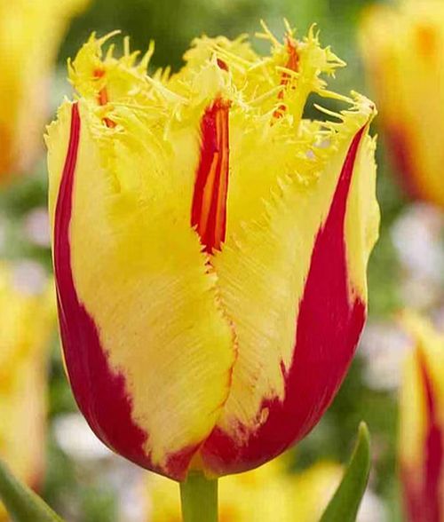 Tulipa 'Party Clown' - Gefranste Tulpe (Pflanzgut)
