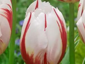 Tulipa 'Happy Generation' - Triumph-Tulpe (Pflanzgut)