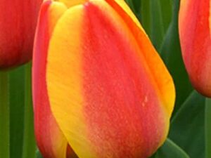 Tulipa 'Apeldoorn's Elite' - Darwin-Tulpe (Pflanzgut)