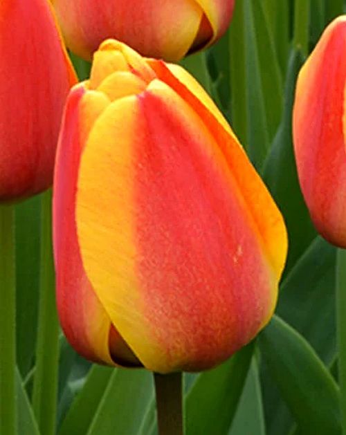 Tulipa 'Apeldoorn's Elite' - Darwin-Tulpe (Pflanzgut)