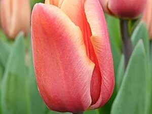 Tulipa 'Apricot Foxx' - Triumph-Tulpe (Pflanzgut)