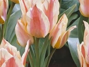 Tulipa 'Quebec' - Greig-Tulpe (Pflanzgut)