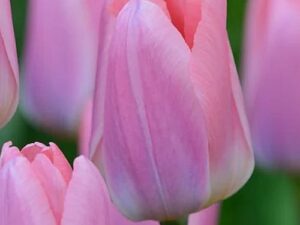 Tulipa 'Light and Dreamy' - Darwin-Hybride (Pflanzgut)