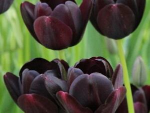 Tulipa 'Queen of Night' - Schwarze Tulpe (Pflanzgut)